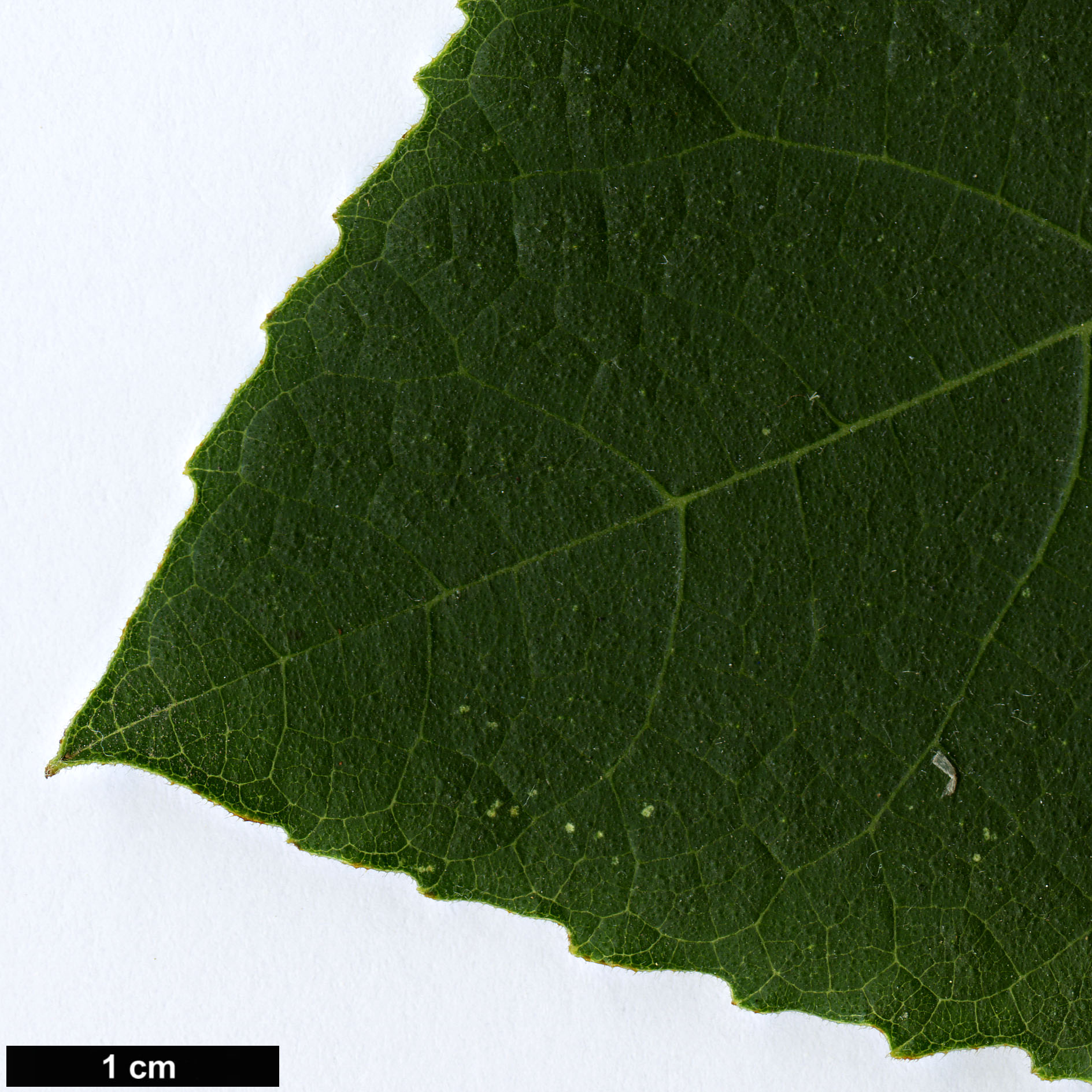 High resolution image: Family: Moraceae - Genus: Ficus - Taxon: palmata